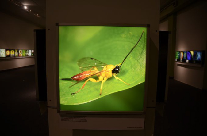 Wasp_exhibition__DSC3487